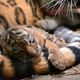Illustration for article titled ZOMG THERE ARE BABY AMUR TIGERS AND LEOPARDS!!!